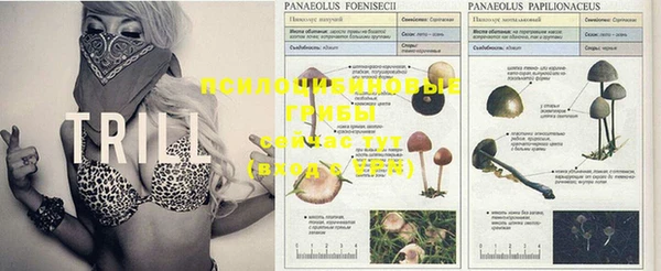 крисы Яранск